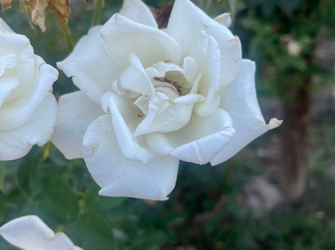 Maison la Belle Vie Winery and Eatery-Palisade必去景点