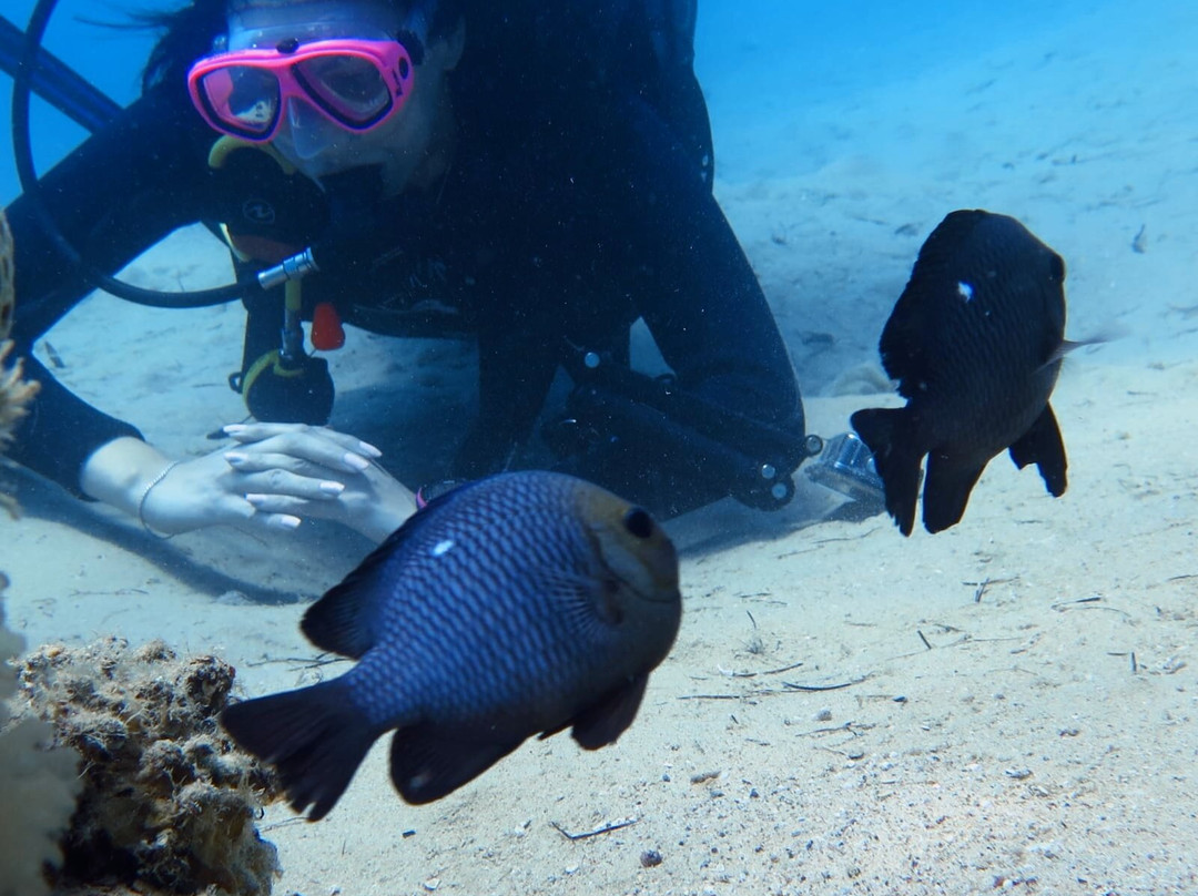 Venus Diving Center-努威巴必去景点
