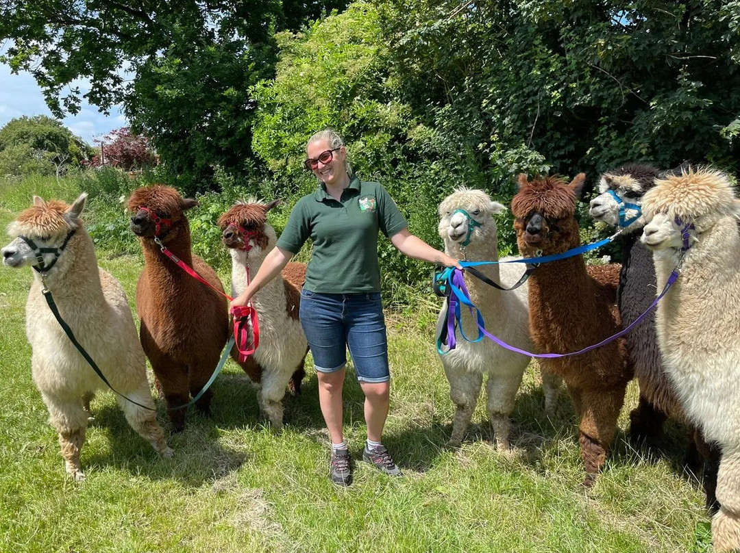 All Things Alpaca Ltd景点图片