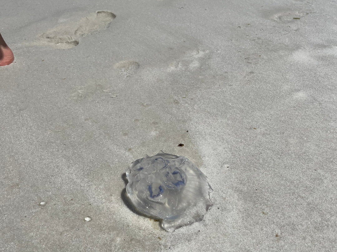 Praia do Foguete-卡布弗里乌必去景点