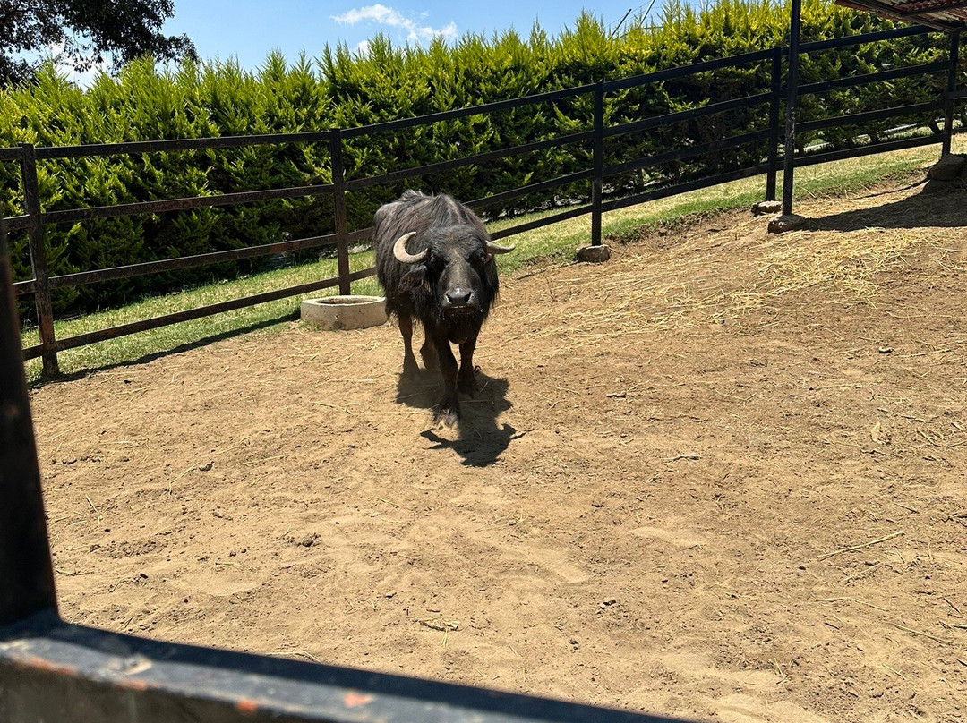 Rancho Magico-墨西哥城必去景点