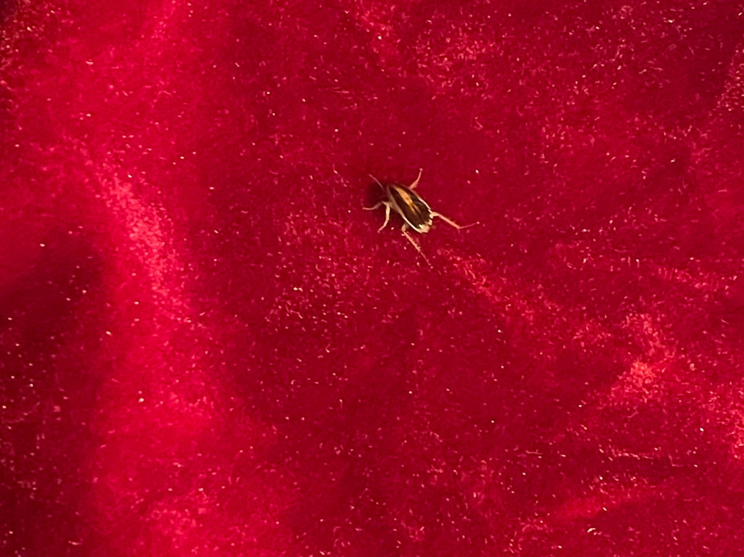 Travelodge by Wyndham Salisbury MD主图