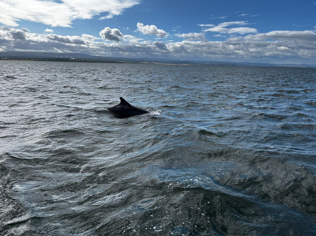 Dolphin Trips Avoch景点图片