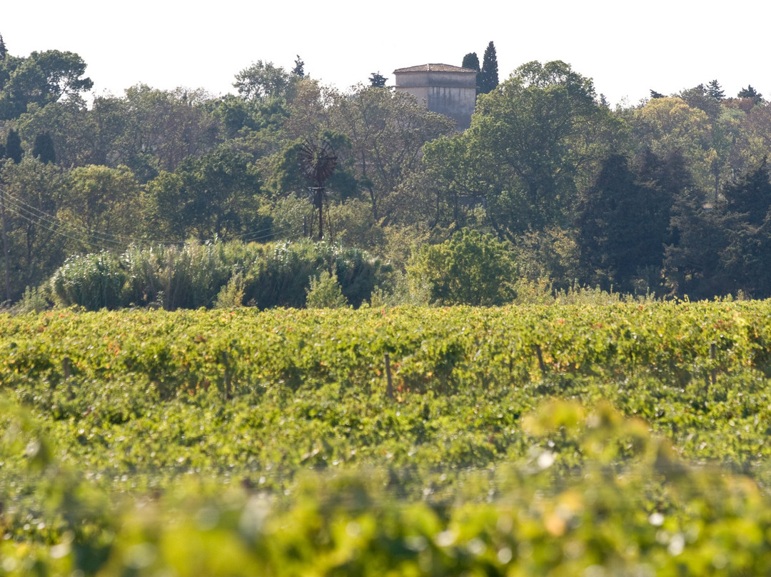 Château La Bastide Rougepeyre景点图片