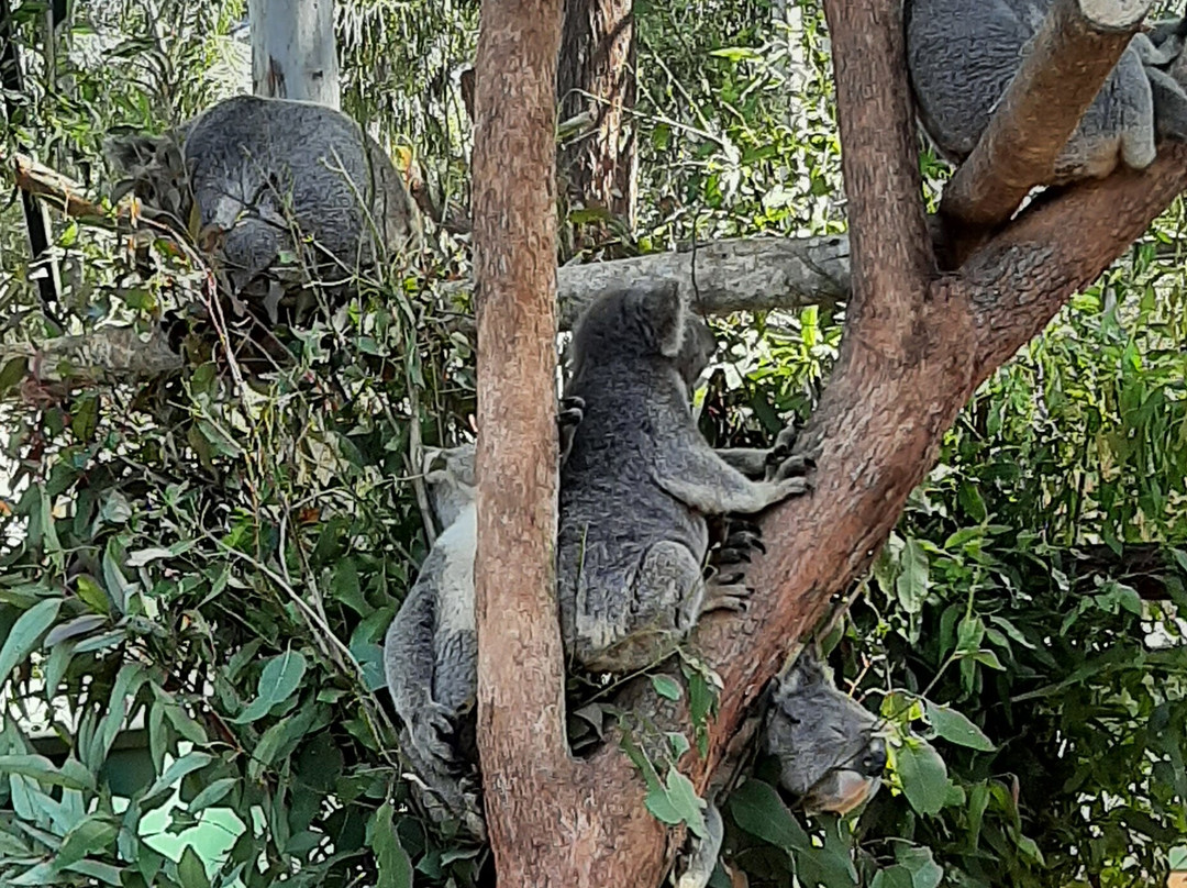 Billabong Zoo Koala & Wildlife Park-麦克夸利港必去景点