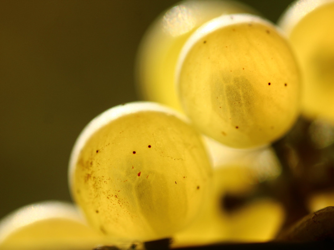 Domaine De Gourmandaz-Corcelles-Près-Concise必去景点