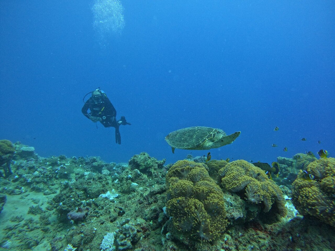 Pharaoh Dive Club-艾尔可西利亚必去景点