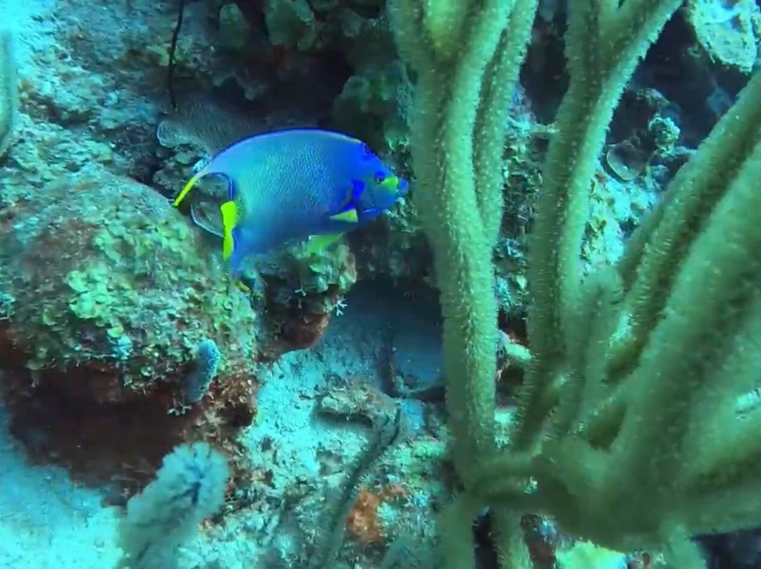 Red Snapper Diving-Dorp Sint Michiel必去景点