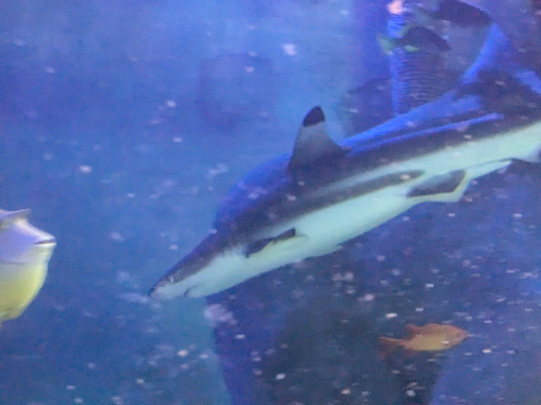 Sea Life Centre Great Yarmouth景点图片