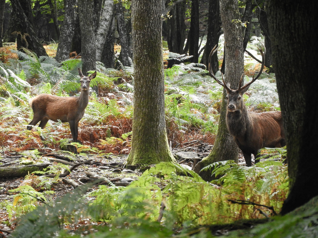 Parc Naturel de Chambaran-Saint-Pierre-de-Bressieux必去景点