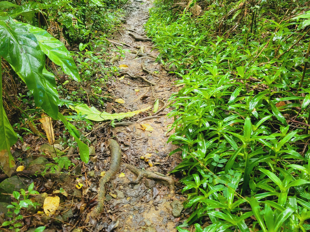 Island Trail Adventures景点图片