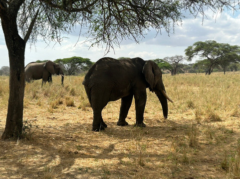 Tanzania Safari Supremacy-塞伦盖蒂国家公园必去景点