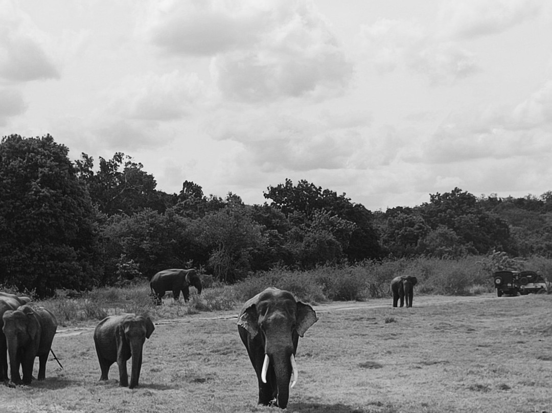 Greenway Tours With Dilip-奴娃拉伊利雅必去景点