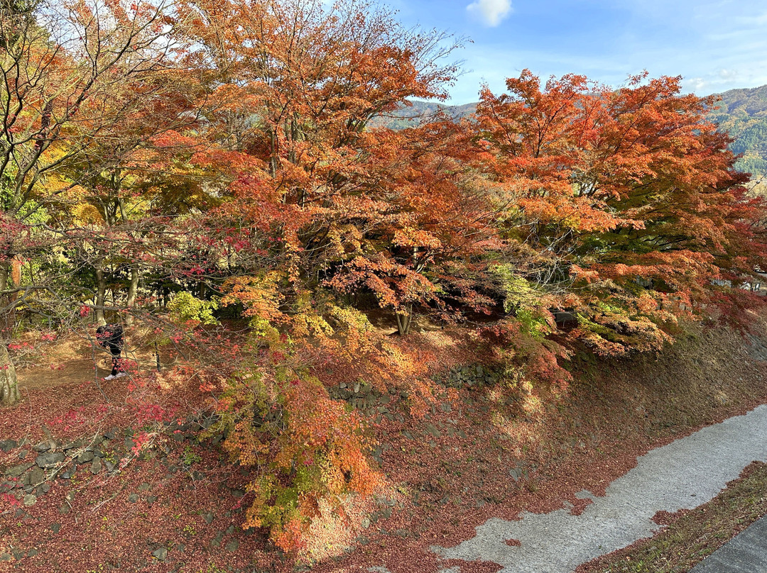 Maple Corridor-富士河口湖町必去景点