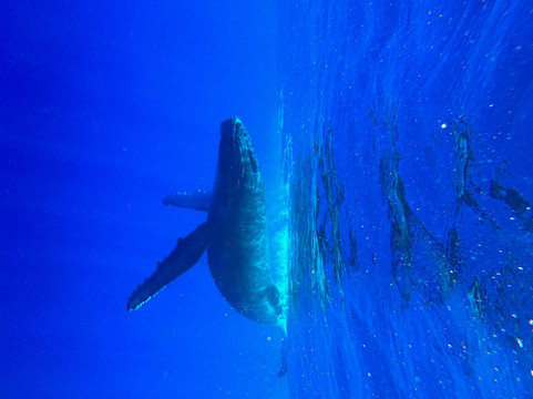 One With Whales-Rurutu必去景点