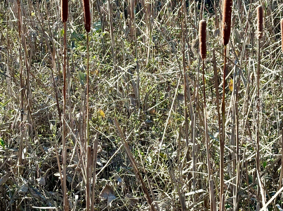 Phinizy Swamp Nature Park-奥古斯塔必去景点