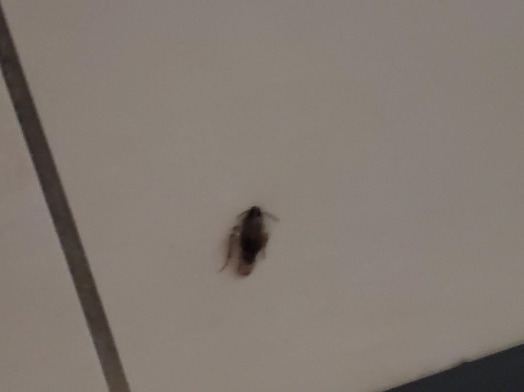 杰克逊维尔-梅波特/海滩快捷假日&套房酒店主图