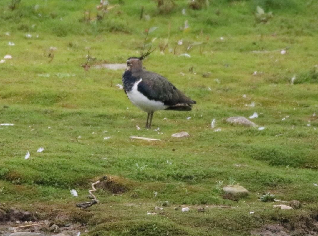 RSPB Conwy Nature Reserve景点图片