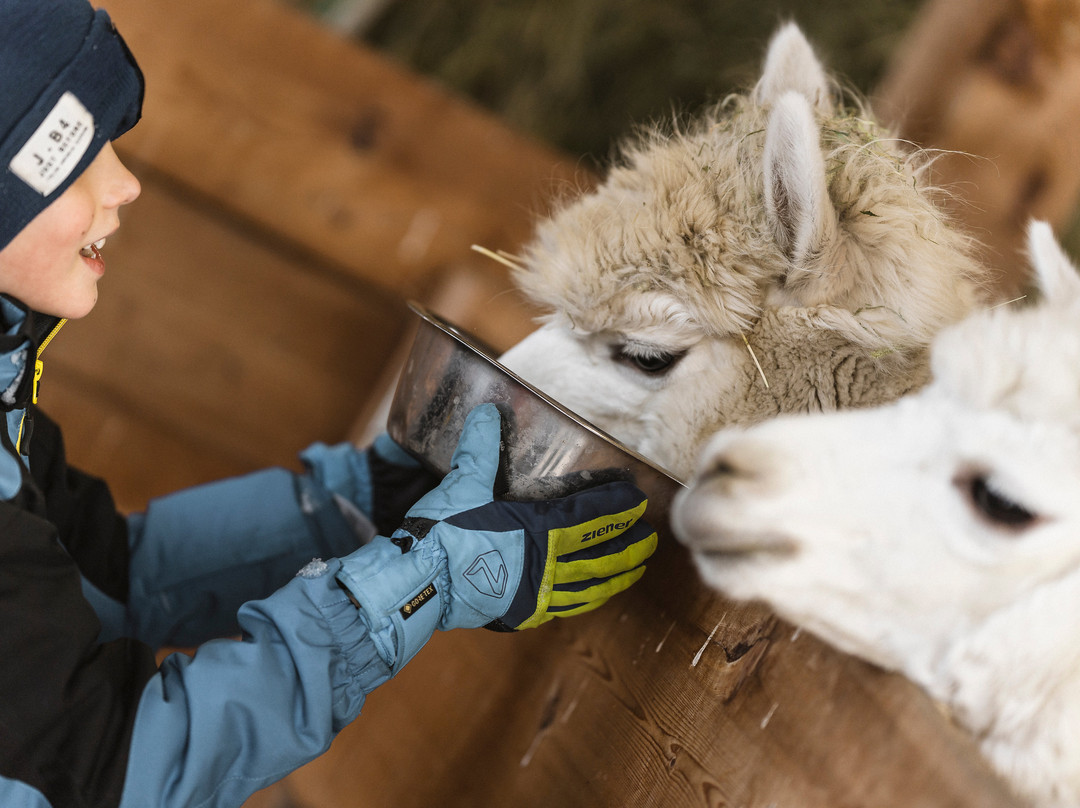 Family Apartments Winklwiese主图