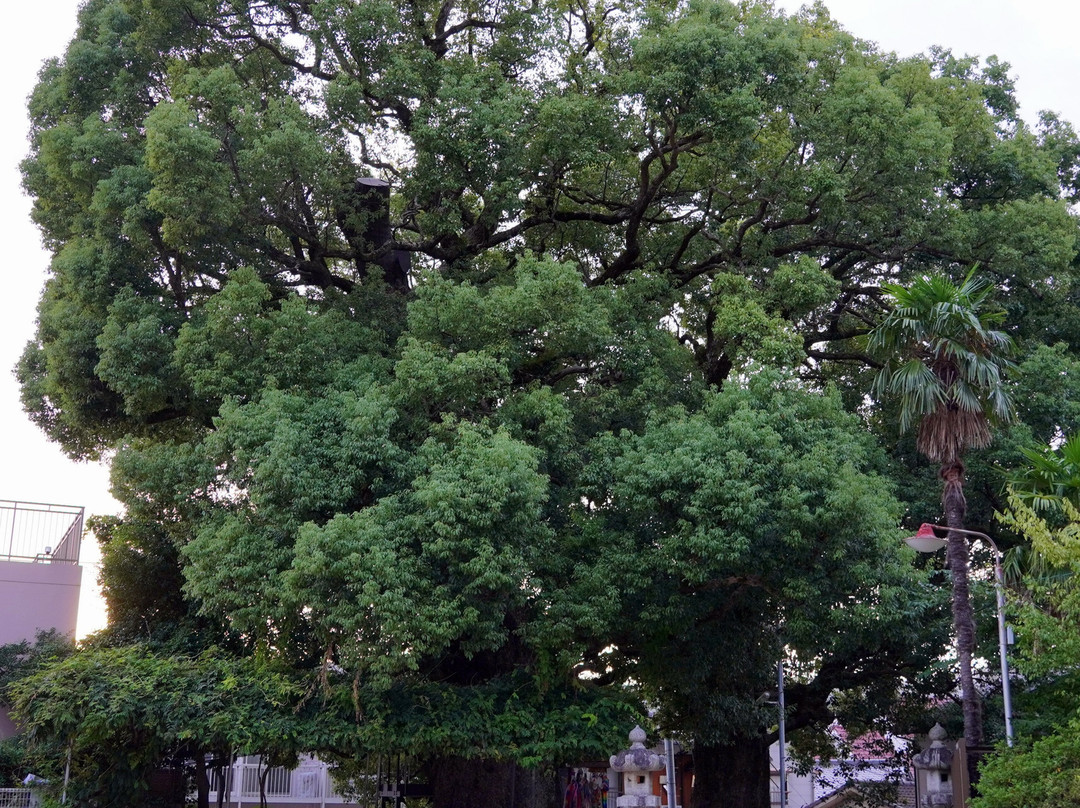 Exposed Camphor Tree-长崎市必去景点