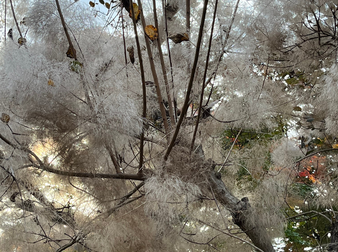Hirosaki Castle Botanical Garden-弘前市必去景点