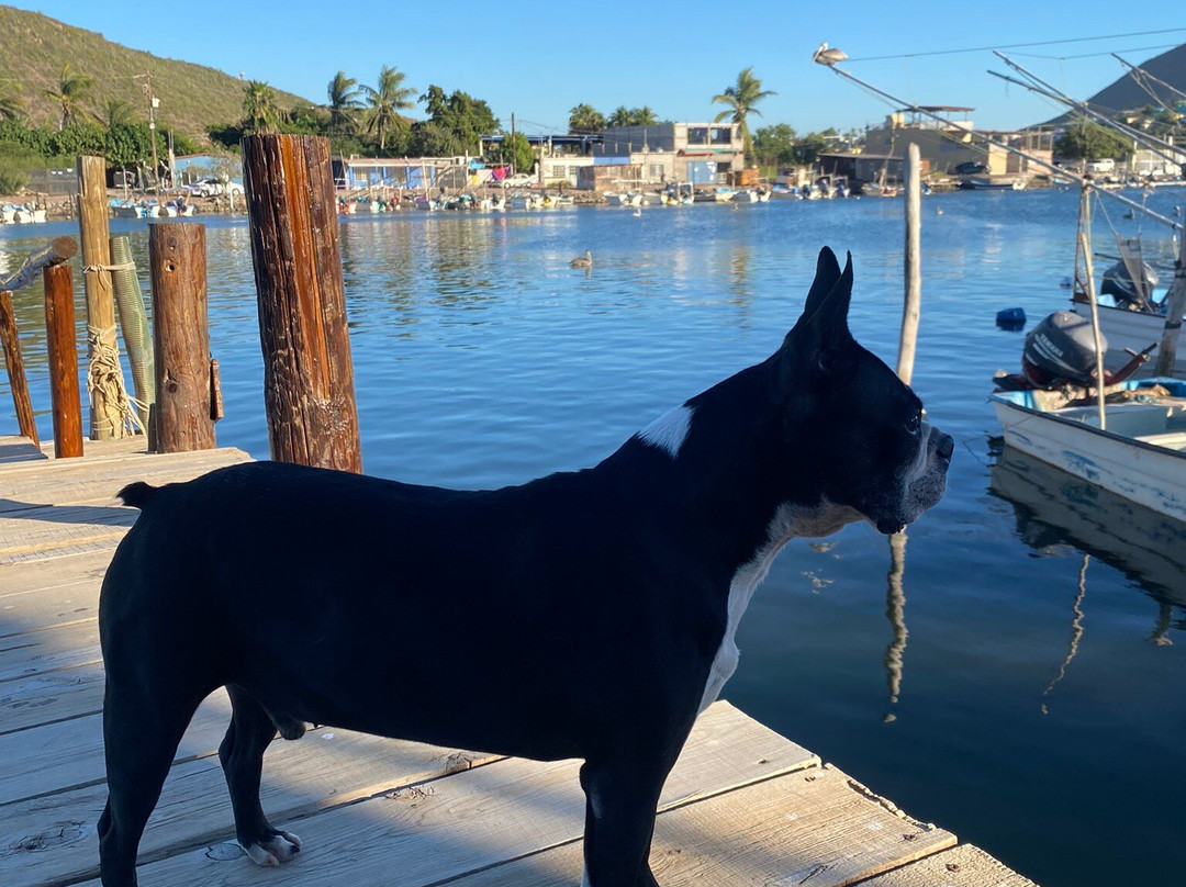 Sealion Dive Center-Los Mochis必去景点