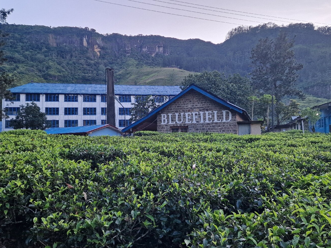 Sri Lanka KIPS Drivers-Nanu Oya必去景点