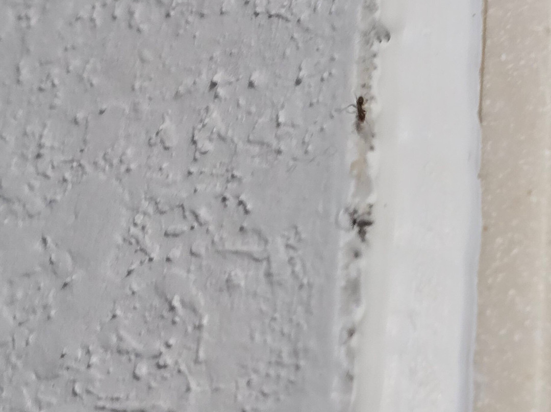 La Quinta Inn & Suites by Wyndham Covington主图