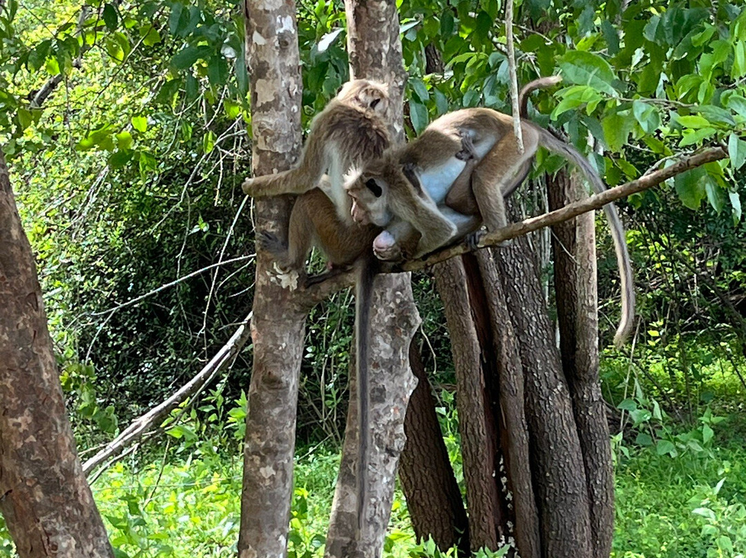 Yala Tiger Safari Sri Lanka-蒂瑟默哈拉默必去景点