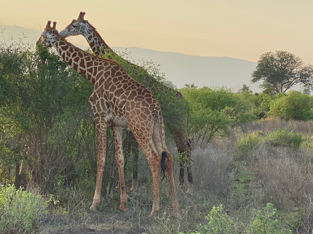 Kifola Safaris-瓦塔木必去景点