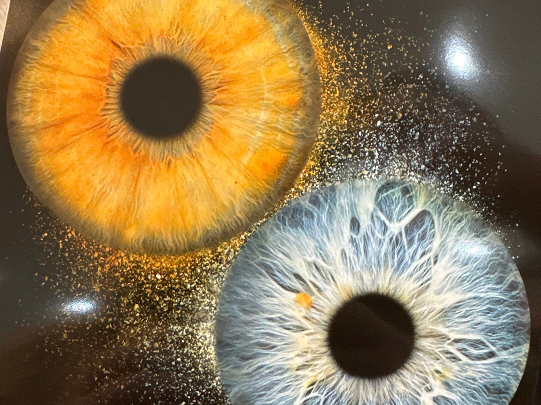 Artiris | Photographie D'iris À Montréal-蒙特利尔必去景点