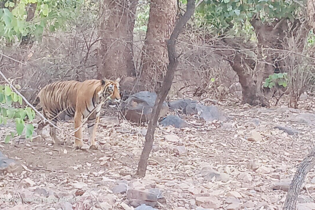 Ranthambore Jungle Safari