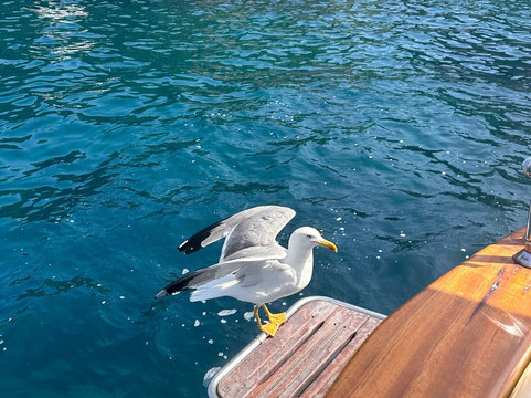 Jaco's boats-索伦托必去景点