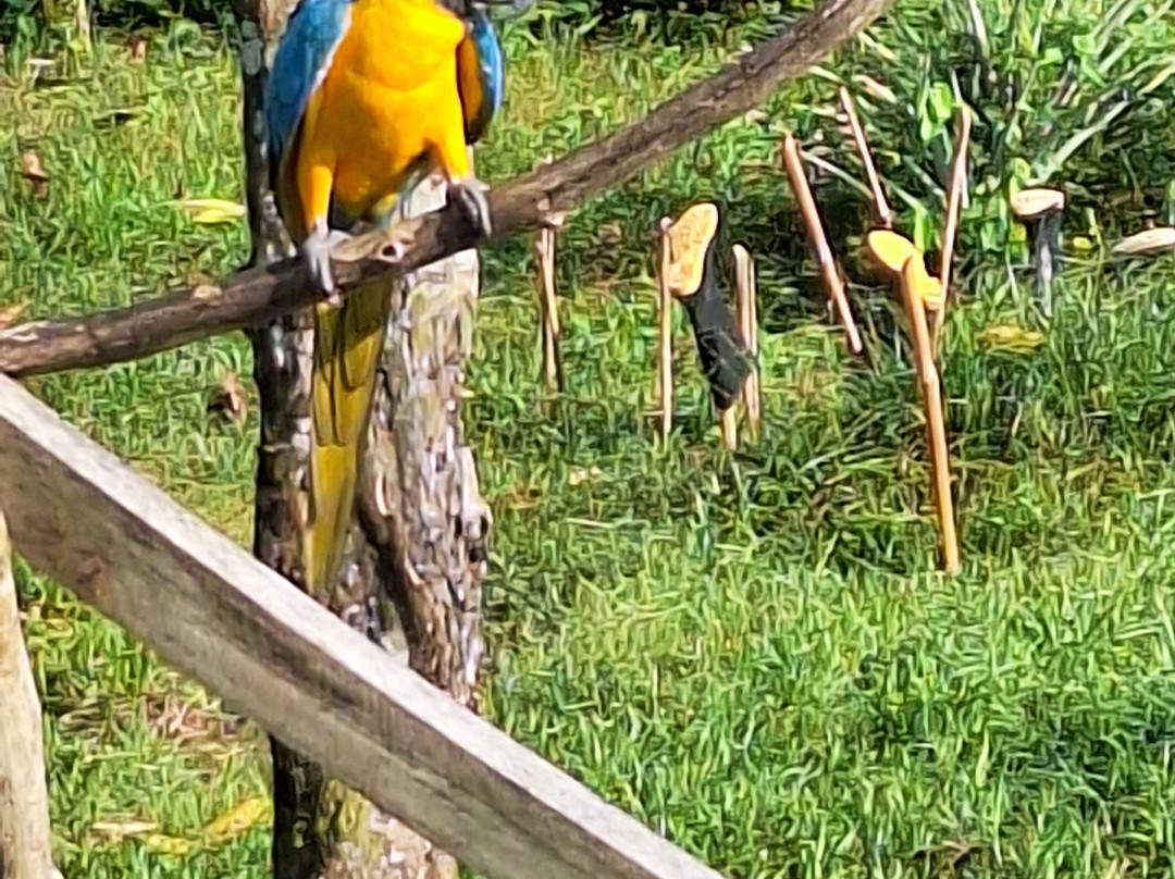 Bio Manu Expeditions-玛努国家公园必去景点