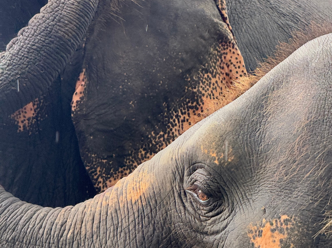 Krabi Elephant​ Heaven​-奥南必去景点