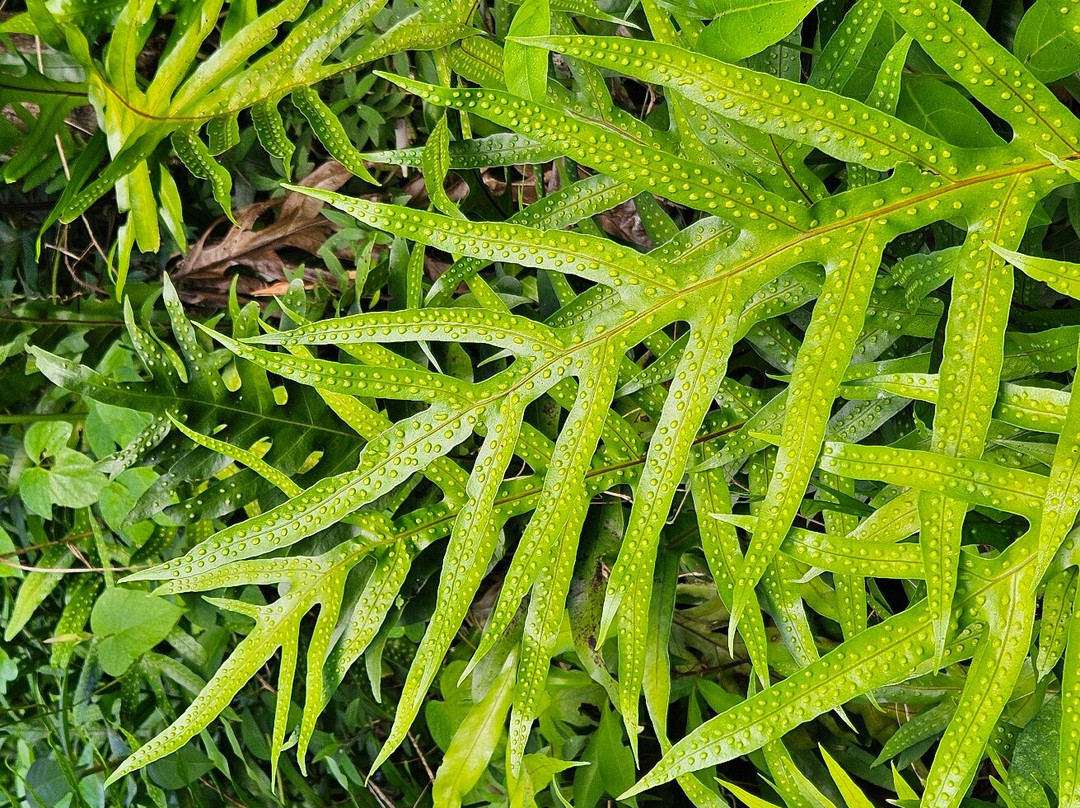 瓦西瓦植物园-瓦西瓦必去景点