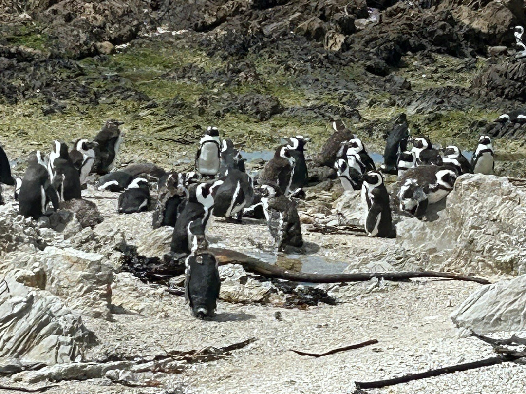 Stony Point Nature Reserve-Betty's Bay必去景点