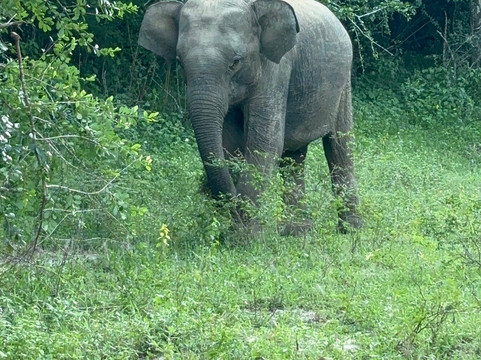 Sammy Tours-科伦坡必去景点