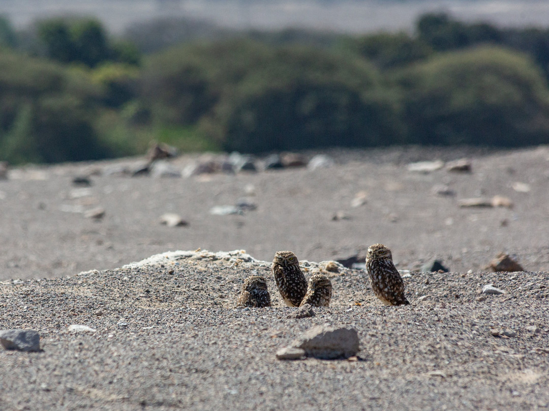 Cementerio Chauchilla-纳斯卡必去景点