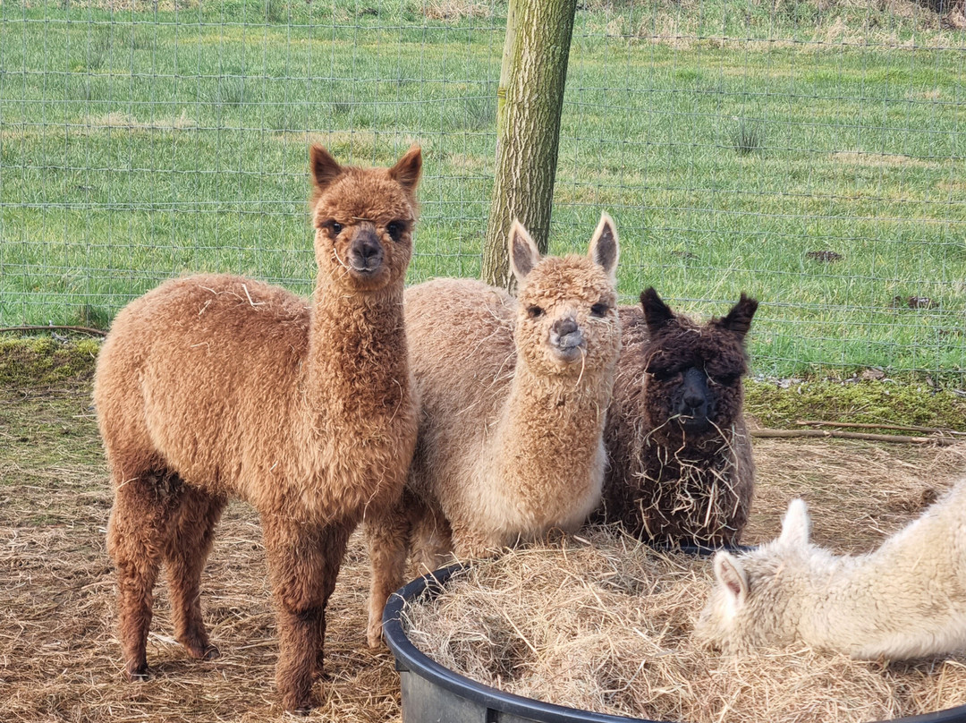 Mochica Alpacas景点图片