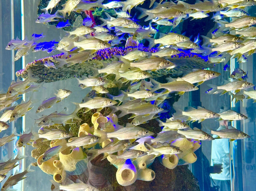 Gran Acuario Mazatlán Mar de Cortés-马萨特兰必去景点