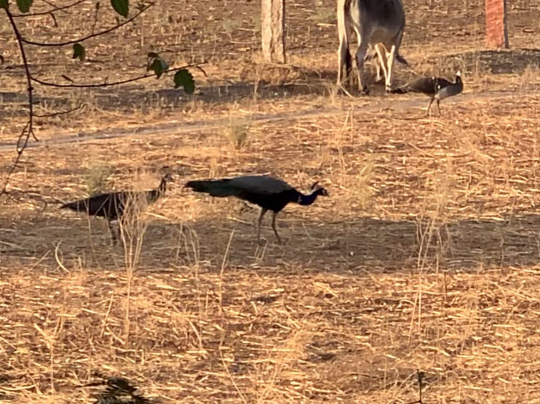JCR Cab & Car Rental-焦特布尔必去景点