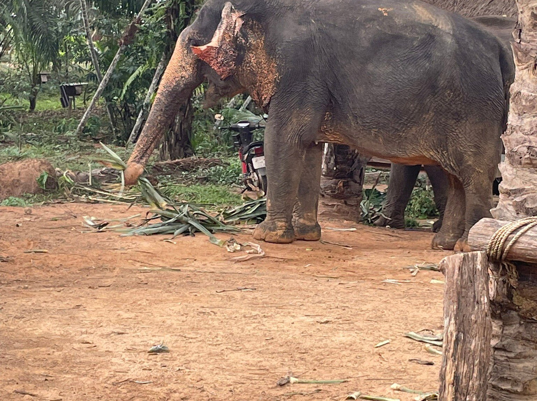 Khaothong Elephant Camp景点图片