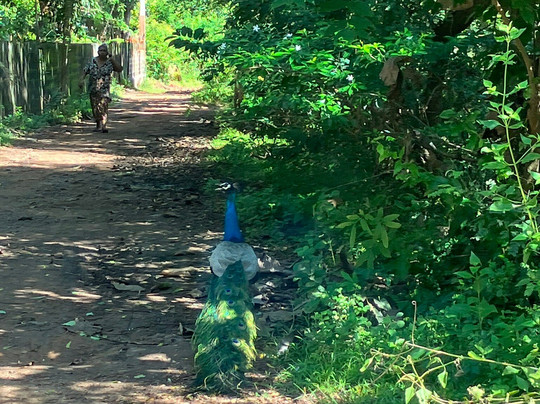 Rubyasia travels and tours-Ja Ela必去景点