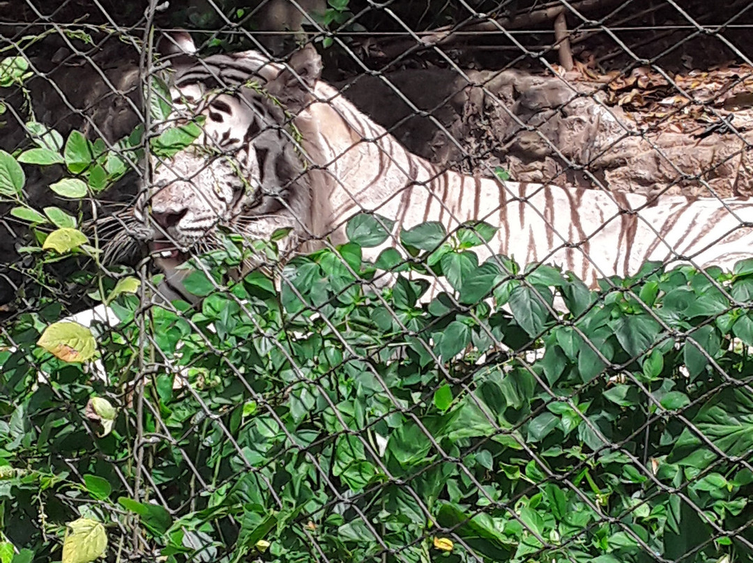 Emperor Valley Zoo-西班牙港必去景点