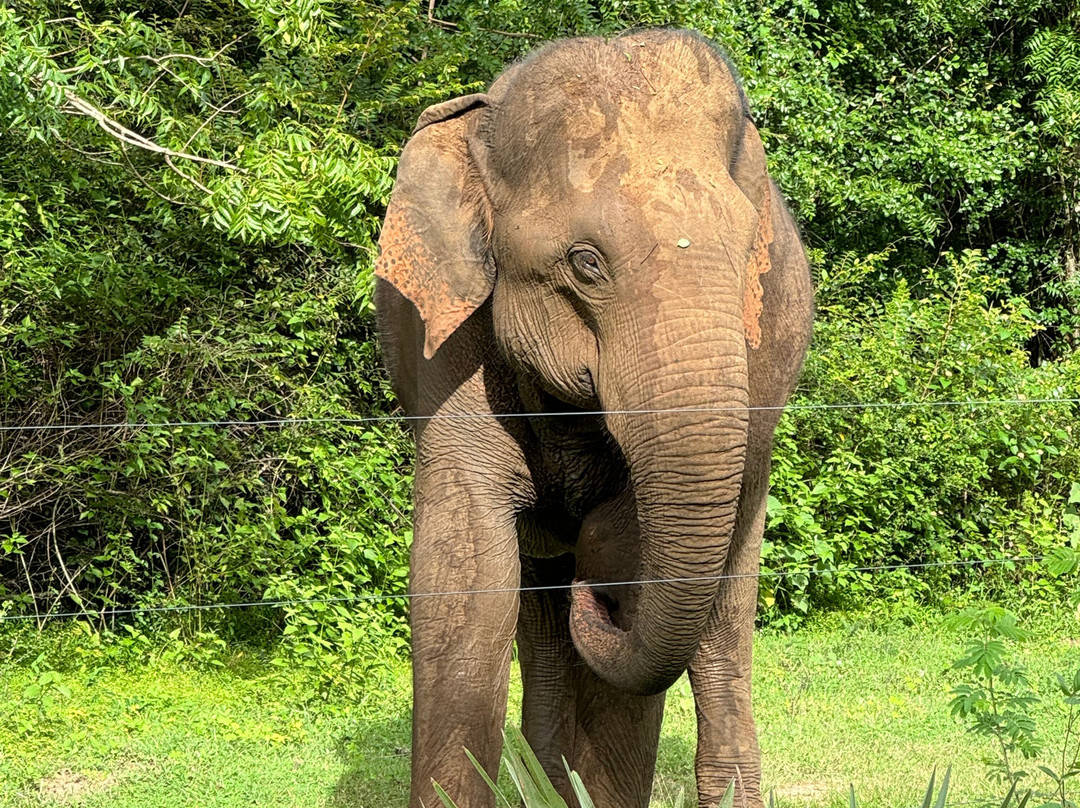 Sri Lanka Holiday Tours-唐卡拉必去景点