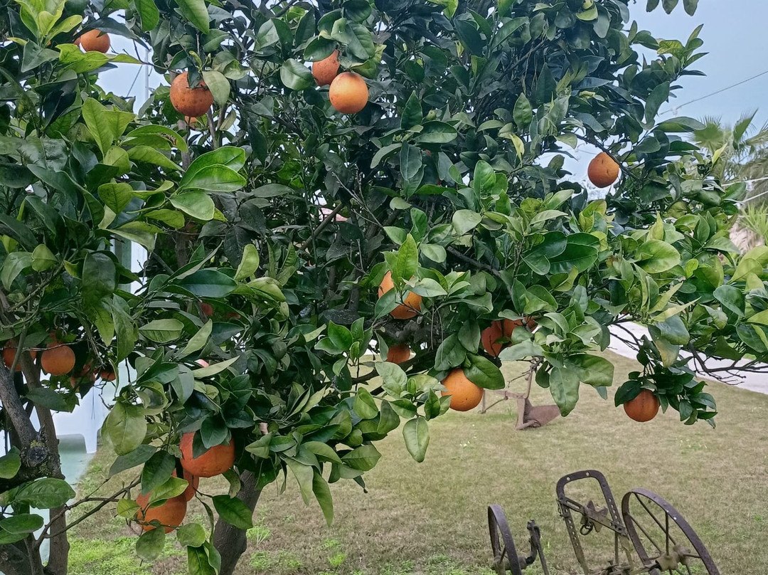 Agriturismo B&B Fiori d'Arancio主图