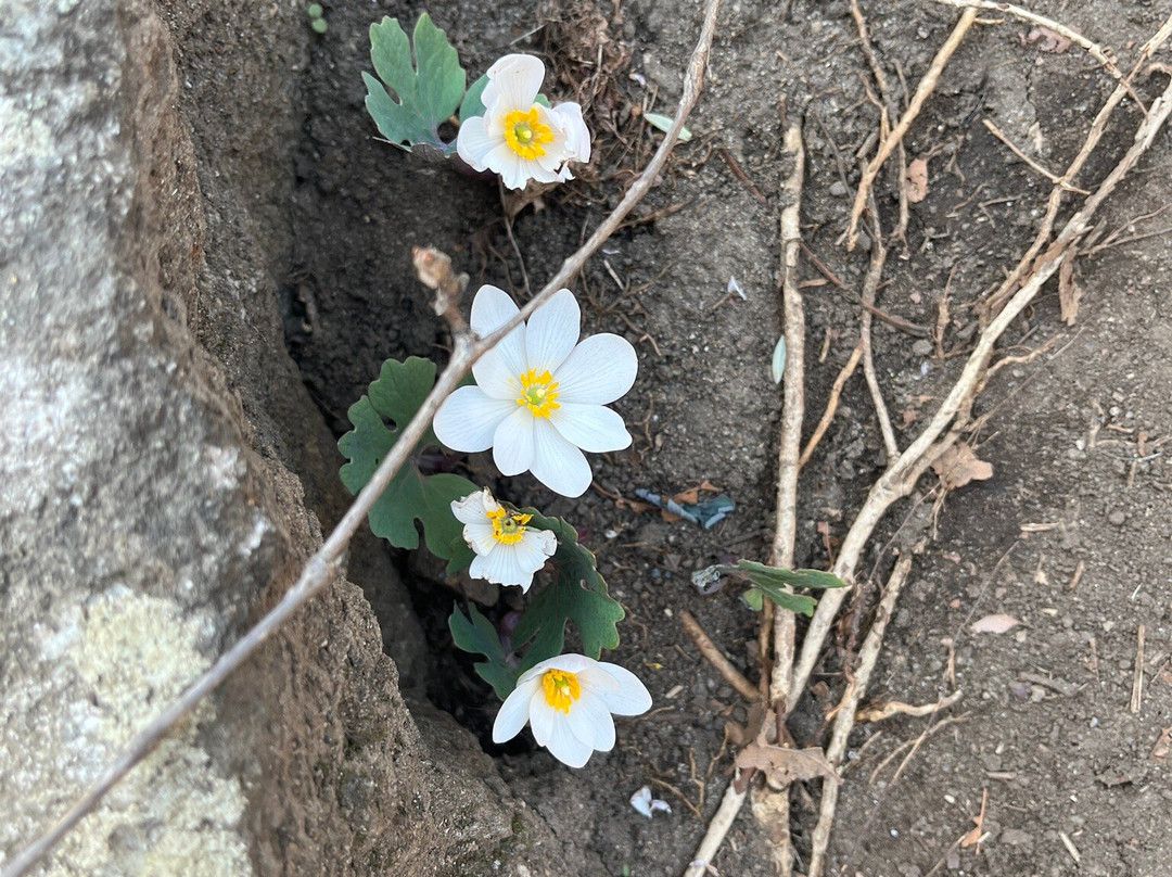 Yonah Mountain Hiking Trail-海伦必去景点