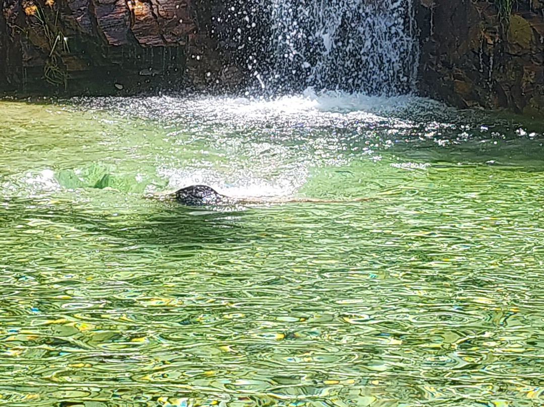 Poco Dourado Waterfall景点图片