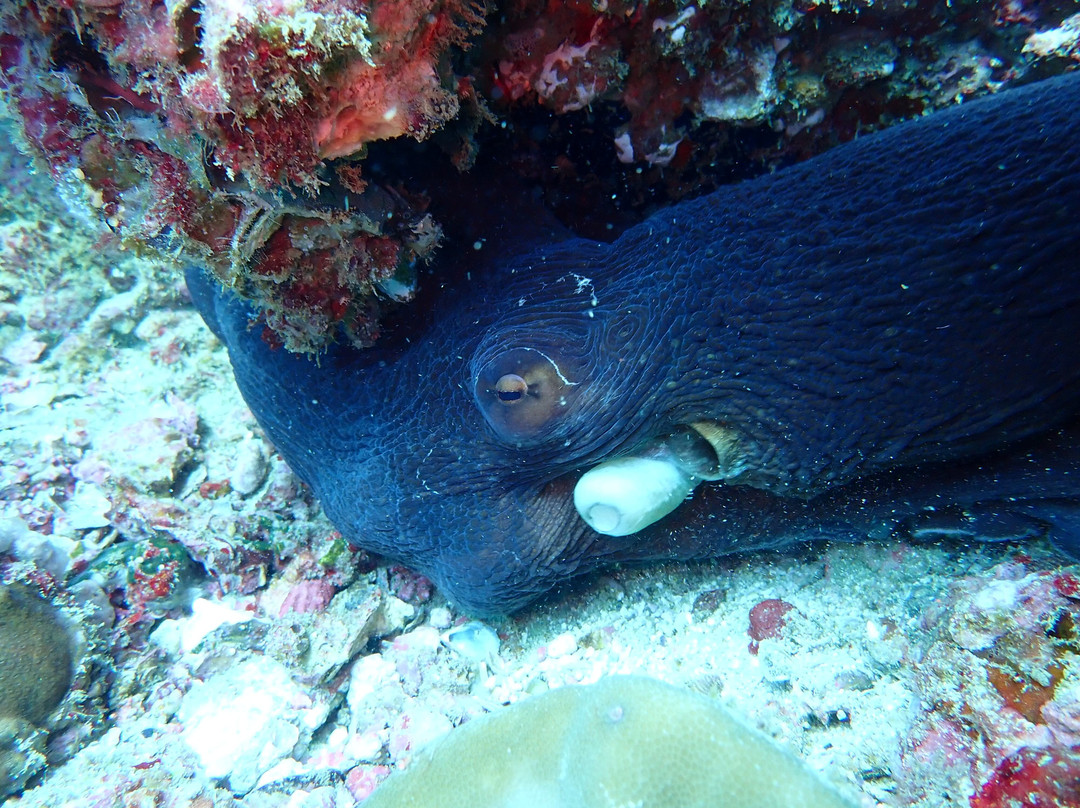Kalpitiya Diving Center景点图片